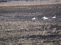 20170418Tokachi (236)